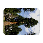 Sequoia Tree tegen Blue Sky, Sequoia NP Magneet (Horizontaal)