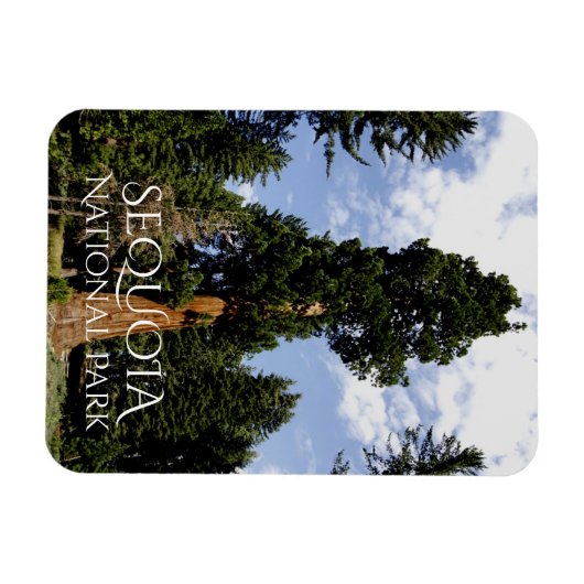 Sequoia Tree tegen Blue Sky, Sequoia NP Magneet (Horizontaal)