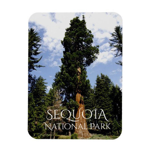 Sequoia Tree tegen Blue Sky, Sequoia NP Magneet (Verticaal)