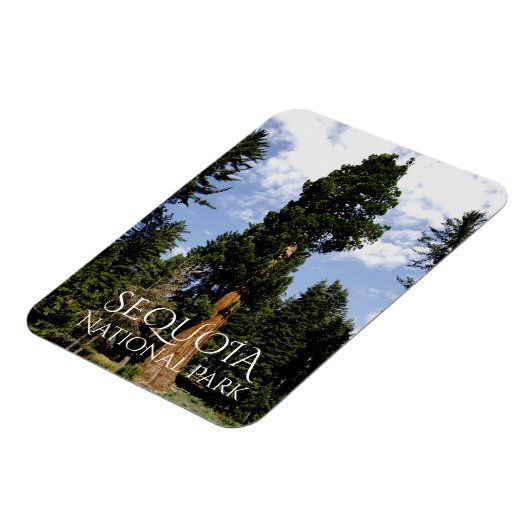 Sequoia Tree tegen Blue Sky, Sequoia NP Magneet (Linkerzijde)