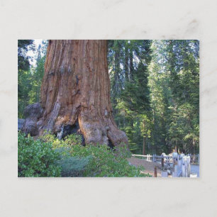 Sequoias Forrests Bark Fences Briefkaart