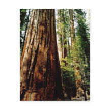 sequoia's in Yosemite