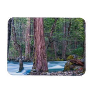 Sequoia's & Merced rivier Yosemite National Park, Magneet