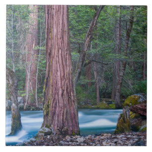 Sequoia's & Merced Rivier Yosemite National Park, Tegeltje