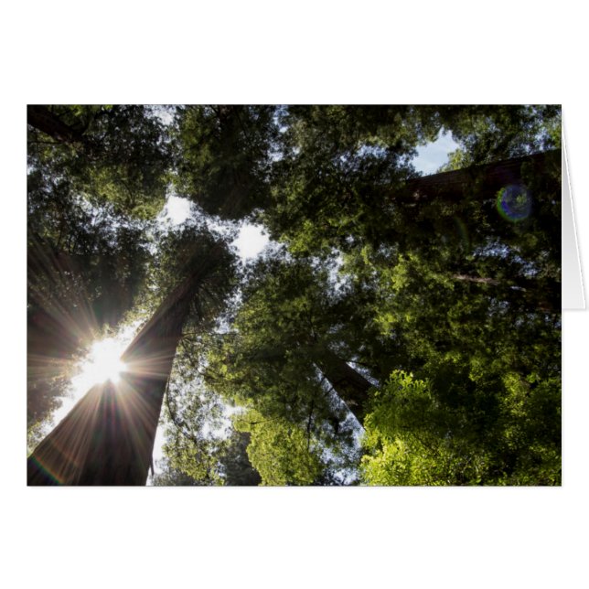 Séquoias, Parc d'État des Séquoias de Humboldt (Devant horizontal)