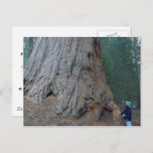 Sequoias Trees Giants Briefkaart (Voorkant / Achterkant)