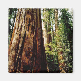 sequoia's- Yosemite Magneet