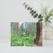 Séquoies géantes en Grant Grove, CA Carte postale (Debout devant)