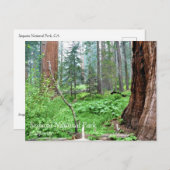 Séquoies géantes en Grant Grove, CA Carte postale (Devant / Derrière)