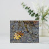 Sequuia Briefkaart (Staand voorkant)