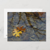 Sequuia Briefkaart (Voorkant / Achterkant)