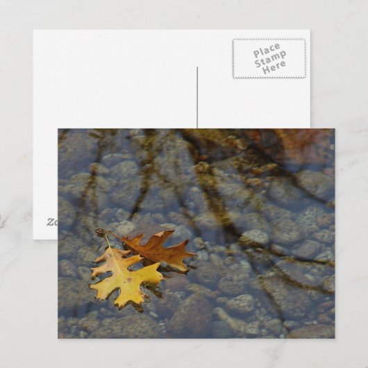 Sequuia Briefkaart (Voorkant / Achterkant)