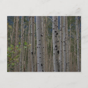 Sera Gratuit Signature Carte postale