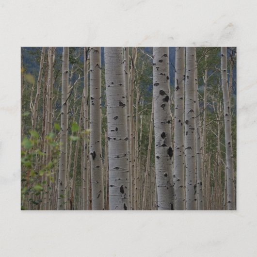 Sera Gratuit Signature Carte postale (Devant)