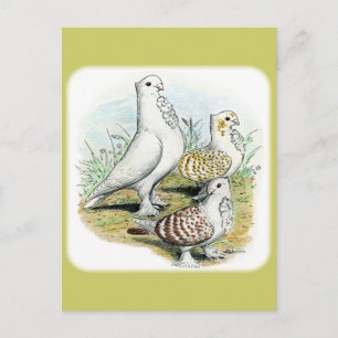 Seraphim Pigeons Briefkaart