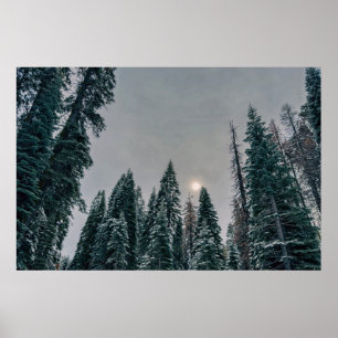 Seren bos in de sneeuw en zon poster