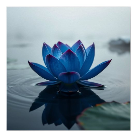 serene blue water lotus perfect poster (Voorkant)