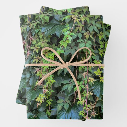 Serene Groene Ivy Wall Hanging Vines Plant Bladere Inpakpapier Vel (In situ)
