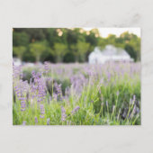 Serene Lavendelvelden Briefkaart (Voorkant)