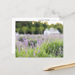 Serene Lavender Fields Briefkaart
