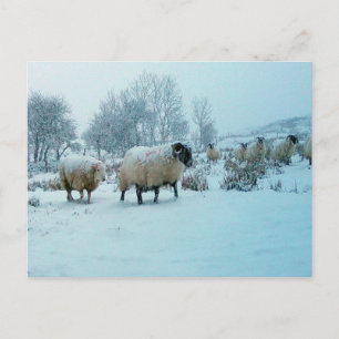 Serene Sneeuw Bedekte Schapen Landelijk Landschap  Feestdagenkaart