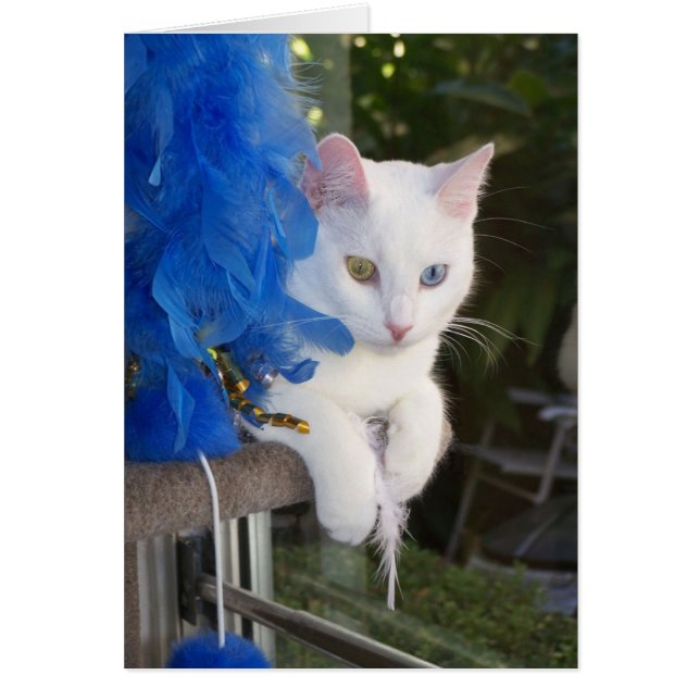 Sérénité avec carte de boa (Devant)