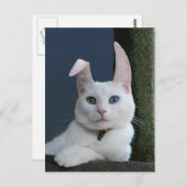 Sérénité en tant que carte postale Bunny (Devant / Derrière)