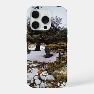 Sérénité hivernale dans la forêt