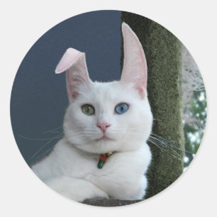 Sereniteit als Bunny sticker