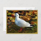 Sereniteit Briefkaart (Voorkant / Achterkant)