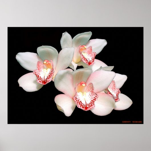 SERENITEIT POSTER (Voorkant)