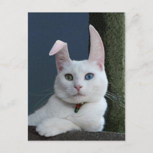 Serenity as Bunny briefkaart