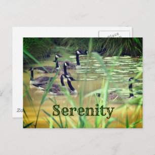 Serenity Canada Geese Inspirerend Briefkaart