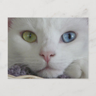 Serenity close-up briefkaart