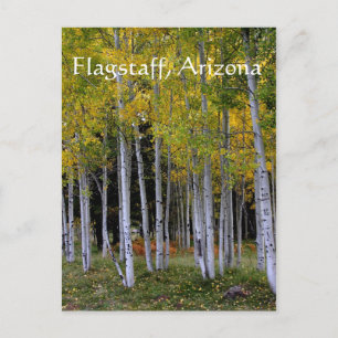 Serenity in Gold and Green Aspen's Flagstaff Briefkaart