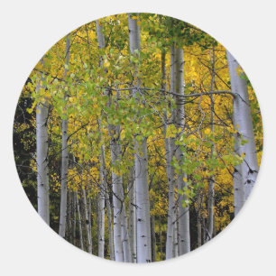 Serenity in Gold en Green Aspen Ronde Sticker