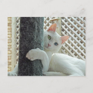 Serenity knug Briefkaart