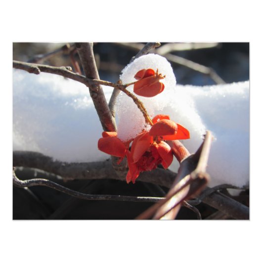 "Serenity of Hibernation" Foto Afdruk (Voorkant)