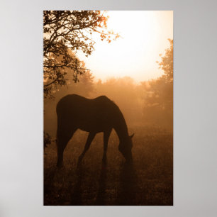Serenity - paard grazing bij zonsopgang poster