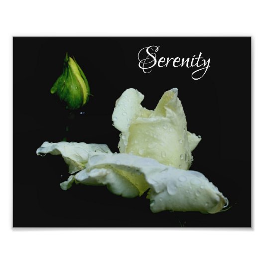 Serenity White Rosebud Inspirerend woorden 8x10 Foto Afdruk (Voorkant)