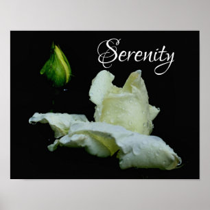 Serenity White Rosebud Inspirerend Words Poster