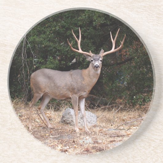 Série animale — Dessous de verre de cerfs (Devant)