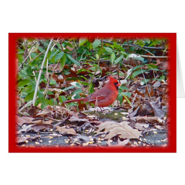 Série Cardinal Wild Songbird (Devant horizontal)
