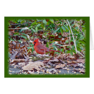 Série Cardinal Wild Songbird