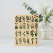 Série de fines herbes vintage de carte postale - 6 (Debout devant)