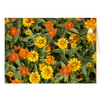 Série du bouquet de la nature (automne)