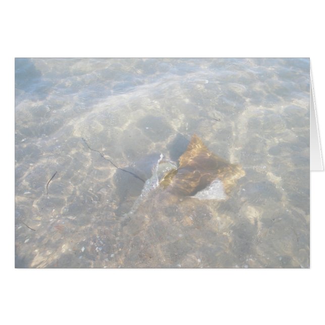 Série OBX Cownose Stingray (Devant Horizontal)