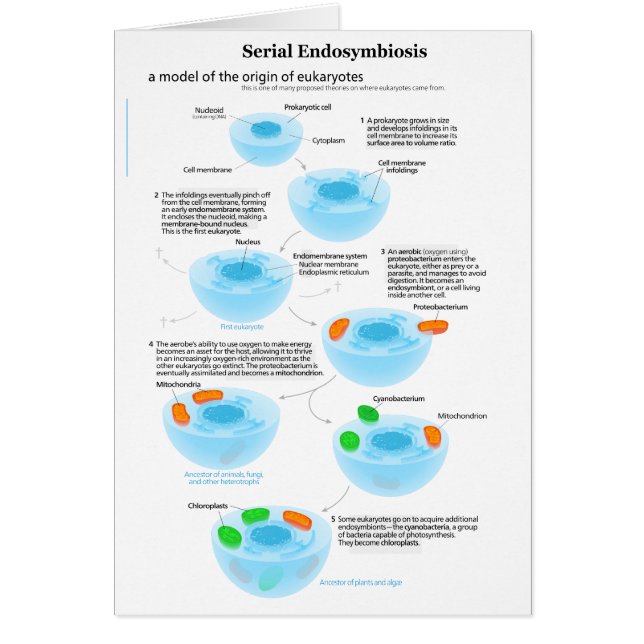 Serieel endosymbiose Theory mitochondria plastide (Voorkant)