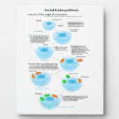 Serieel endosymbiose Theory mitochondria plastide Fotoplaat (Voorkant)