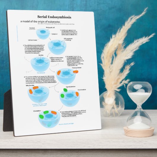 Serieel endosymbiose Theory mitochondria plastide Fotoplaat (Zijkant)